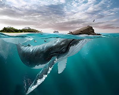 Baleine Énorme et Petite Île Broderie Diamant