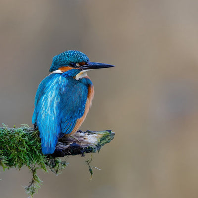 Bel Oiseau Bleu Broderie Diamant