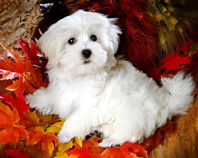 Bichon Maltais Blanc parmi les Feuilles d'Érable Rouges Broderie Diamant