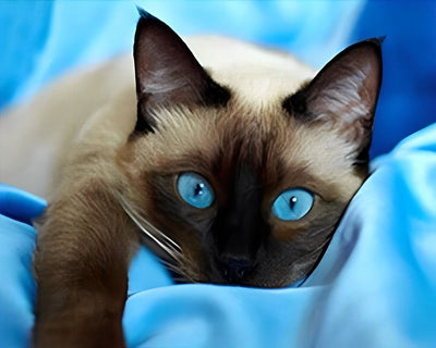 Chat Gris aux Yeux Bleus Broderie Diamant