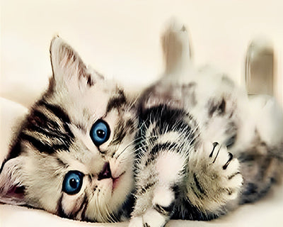 Chat Mignon aux Yeux Bleus Broderie Diamant