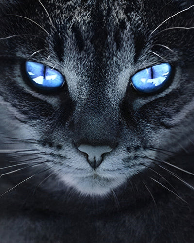 Chat Noir aux Yeux Bleus Broderie Diamant