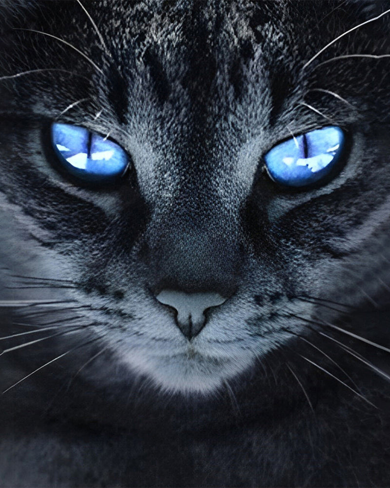 Chat Noir aux Yeux Bleus Broderie Diamant