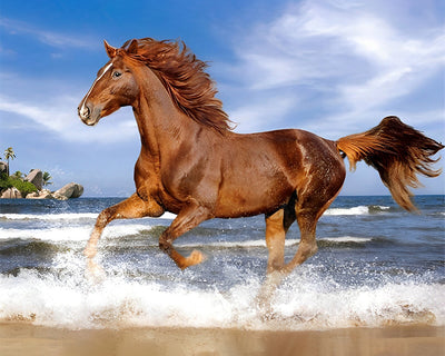 Cheval Galopant dans l'Eau Broderie Diamant