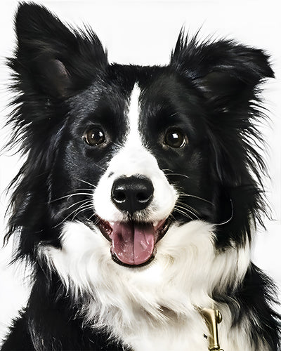 Chien Border Collie Broderie Diamant