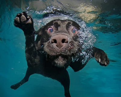 Chien Noir dans l'Eau Broderie Diamant