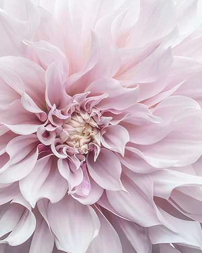 Chrysanthème Rose epanoui Broderie Diamant