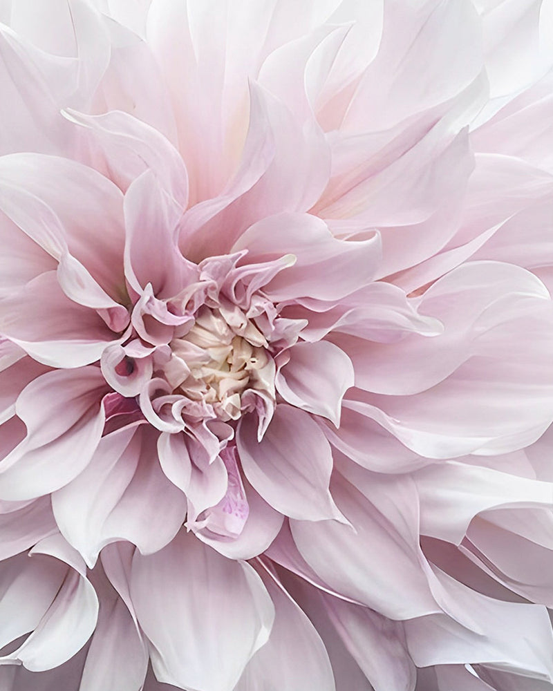 Chrysanthème Rose epanoui Broderie Diamant