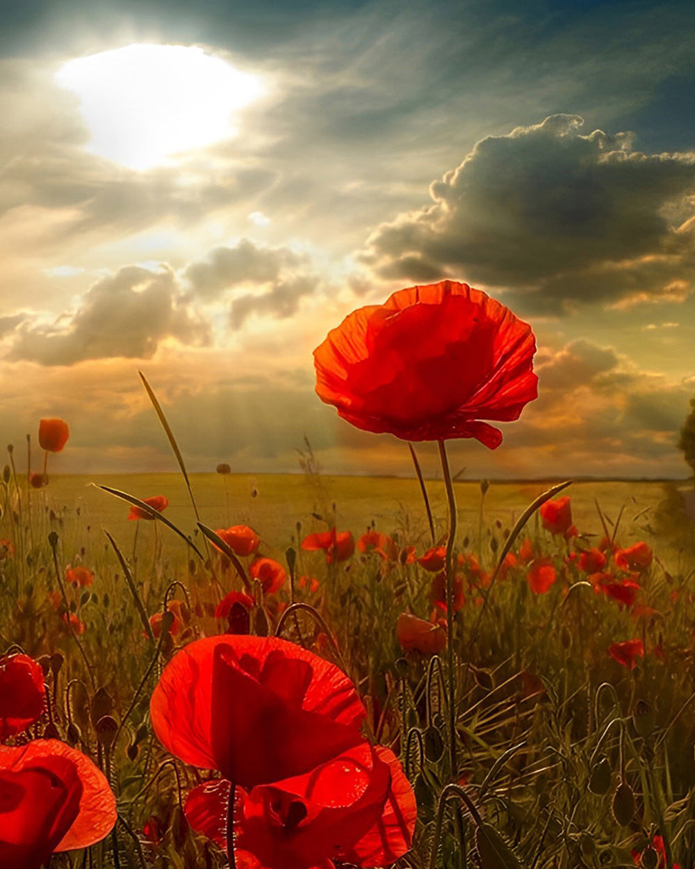 Coquelicots Rouges sous les Nuages Sombres Broderie Diamant