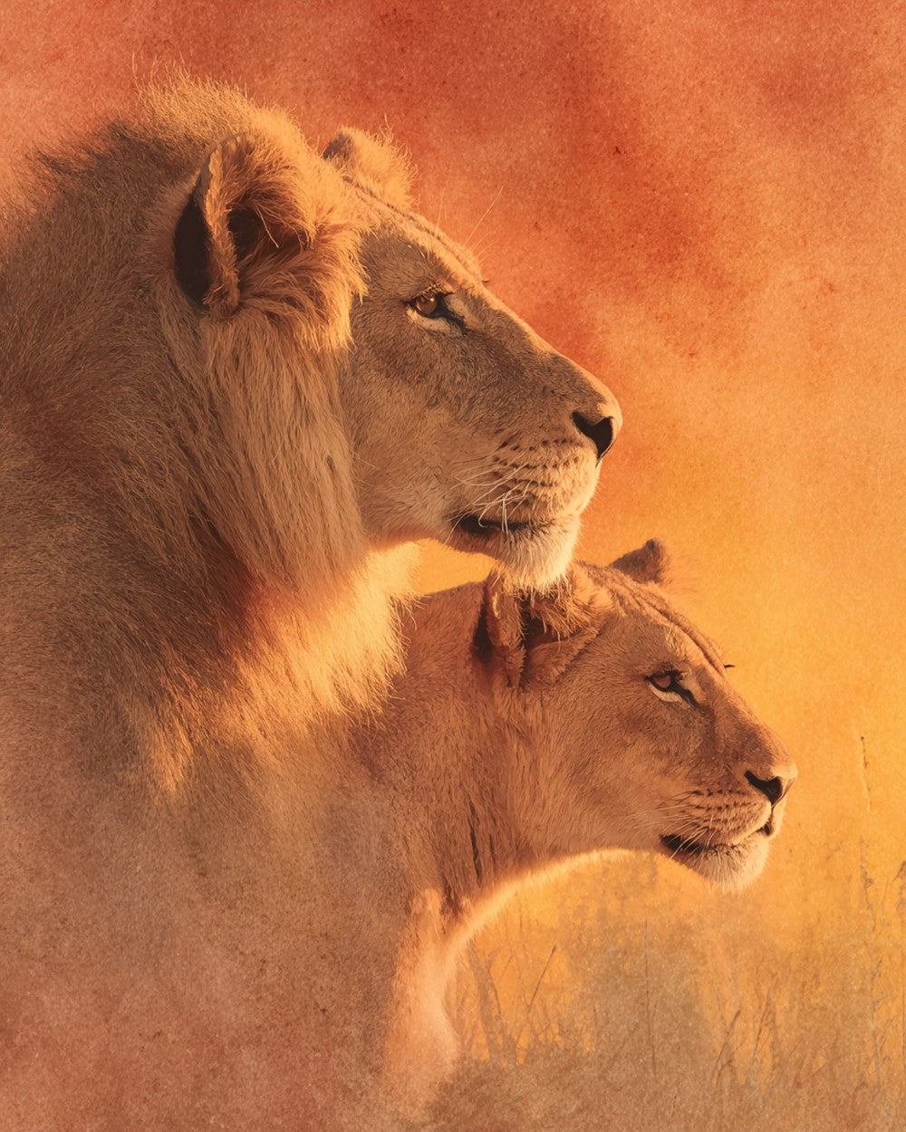 Couple de Lions sur la Prairie d'Automne Broderie Diamant