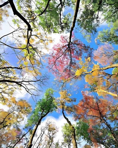Couronne d'Arbre sous Ciel Bleu Broderie Diamant