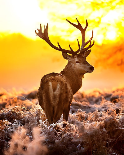 Élan au Coucher du Soleil Broderie Diamant