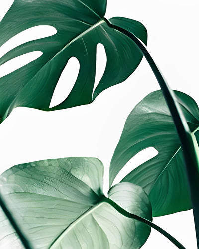 Feuilles de Monstera Vertes Broderie Diamant