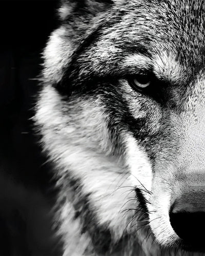 Le Loup Caché Broderie Diamant