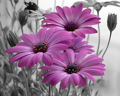 Marguerites Violettes Broderie Diamant