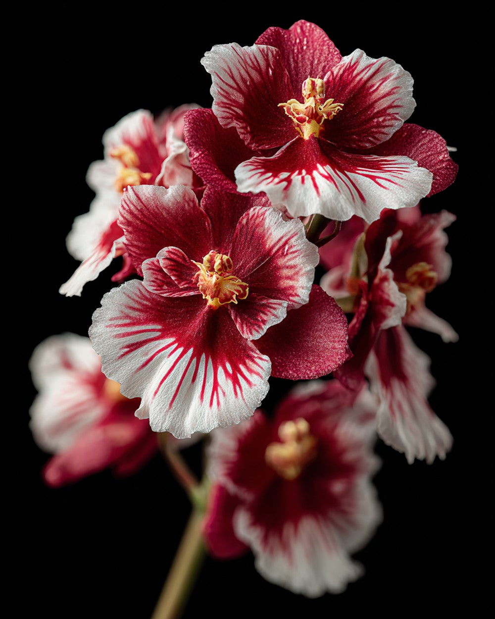 Orchidées Rouges et Blanches Broderie Diamant