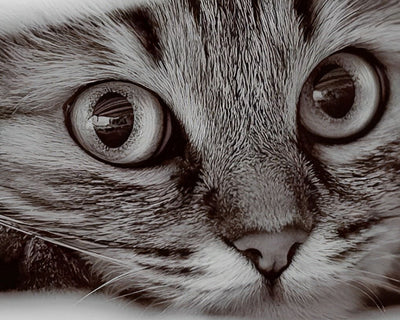 Petit Chaton Gris Broderie Diamant