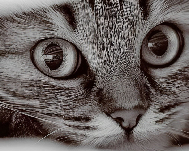 Petit Chaton Gris Broderie Diamant