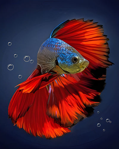 Poisson Rouge Broderie Diamant