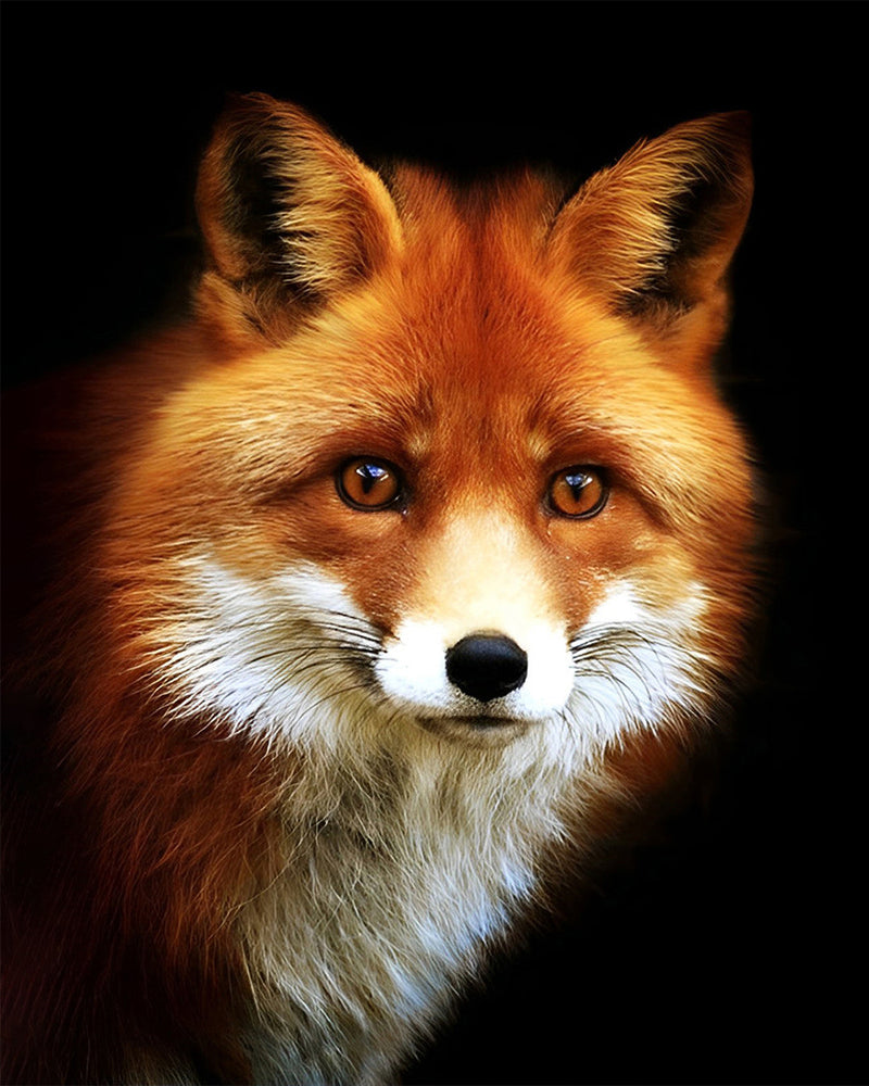 Renard Triste dans l&