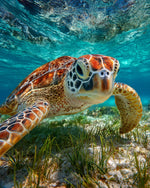 Tortue de Mer sur le Fond Marin Broderie Diamant