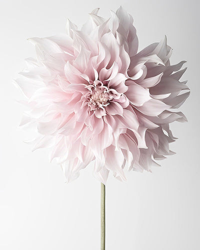 Un Chrysanthème Rose Broderie Diamant