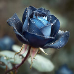 Une Rose Bleue aux Gouttes de Rosée Broderie Diamant