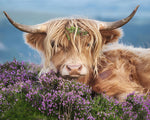 Vache Highland parmi les Fleurs Pourpres Broderie Diamant