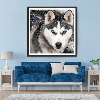 Chien Husky dans la Neige Broderie Diamant