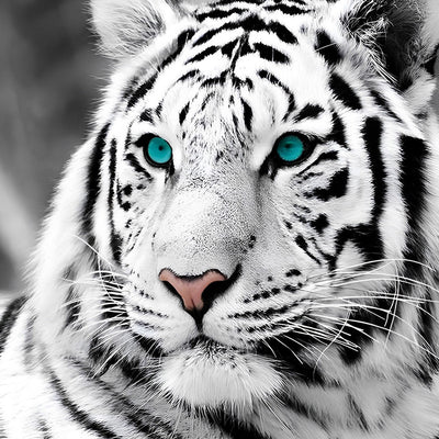 Tigre Animal Broderie Diamant DPTIGSQR132