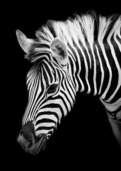 Zèbre Animal Broderie Diamant DPZEBH4