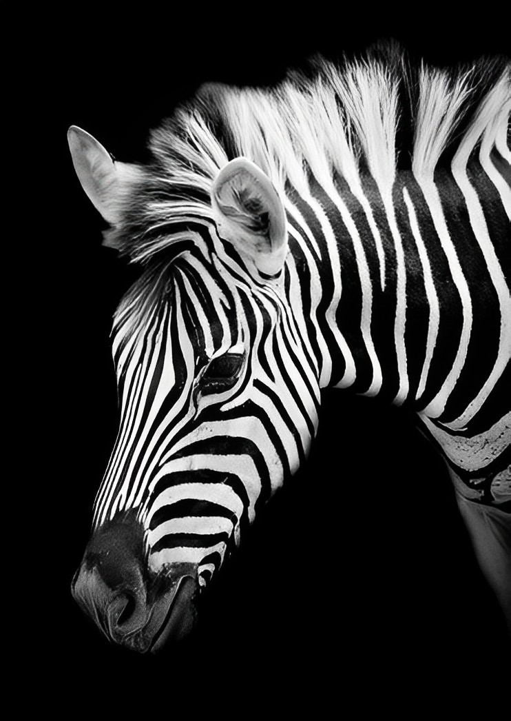 Zèbre Animal Broderie Diamant DPZEBH4
