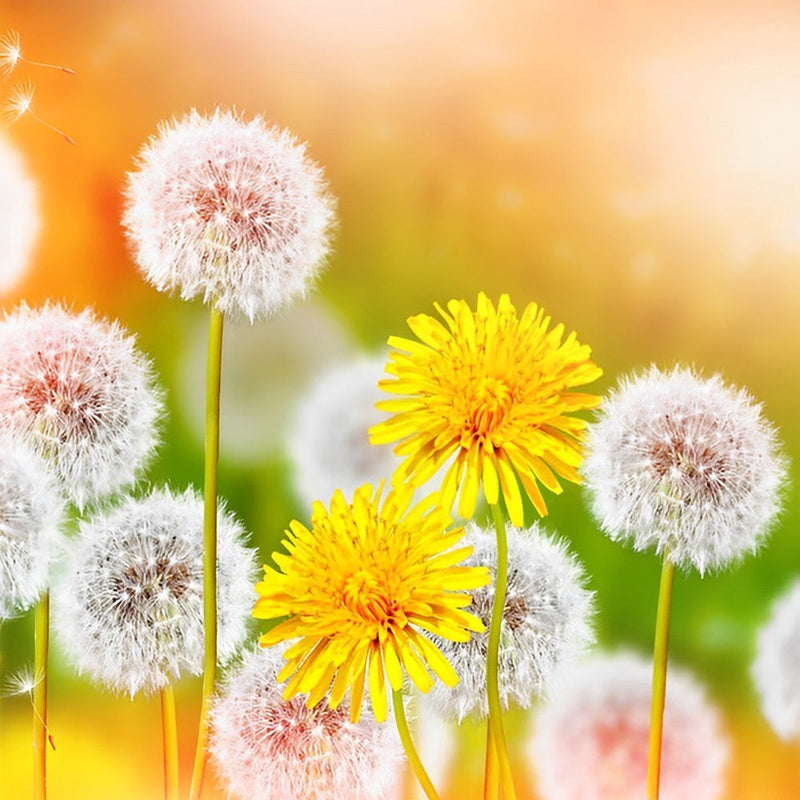 Aigrettes et Fleurs de Pissenlits Broderie Diamant