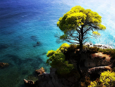 Arbre au Bord de la Mer Broderie Diamant