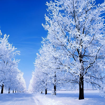 Arbres de Neige Broderie Diamant
