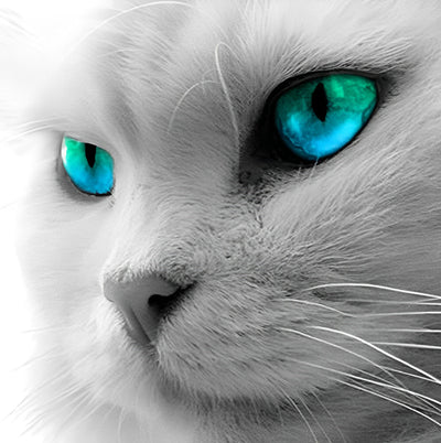 Beau Chat Blanc Broderie Diamant