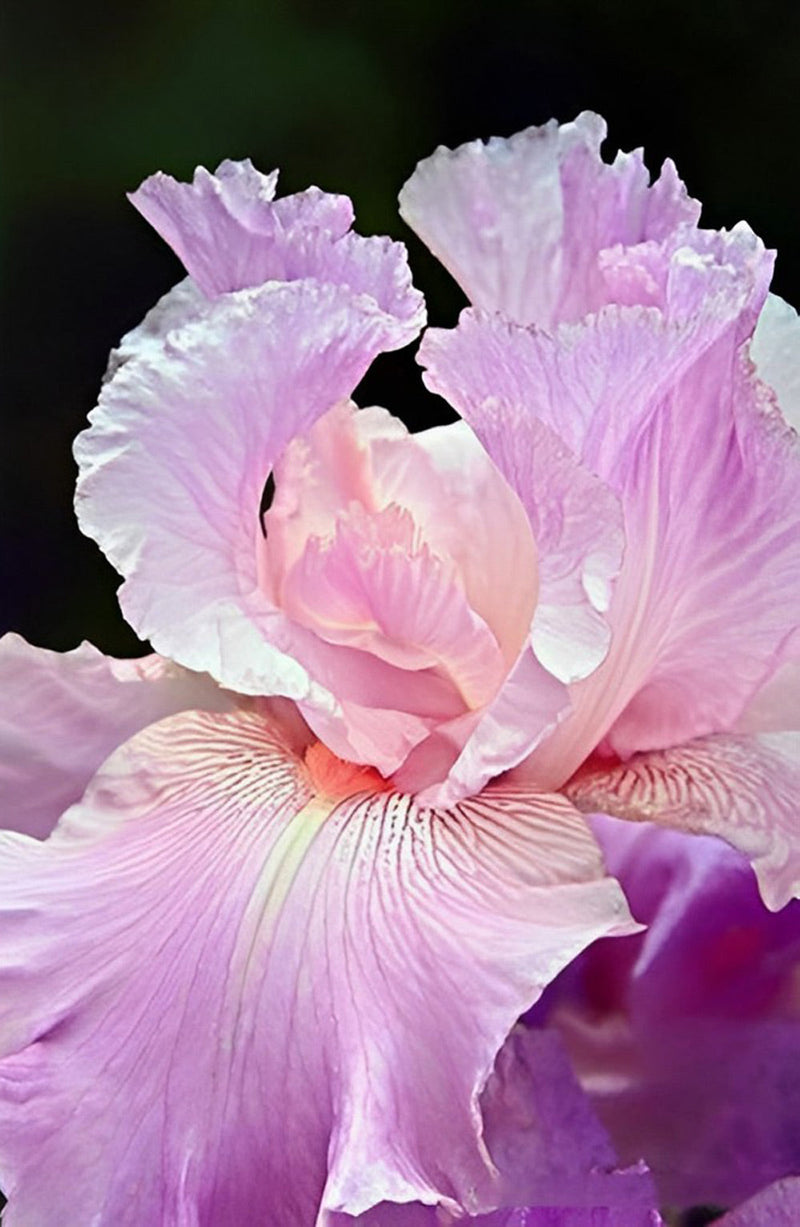 Beau Iris Rose Magnifique Broderie Diamant