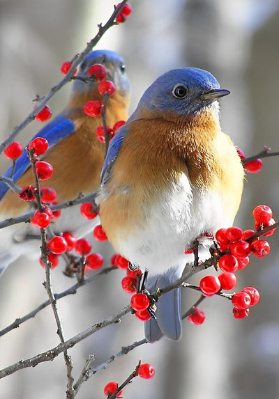 Beaux Oiseaux et Fruits Rouges Broderie Diamant