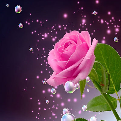 Belle Rose avec des Rosées Broderie Diamant