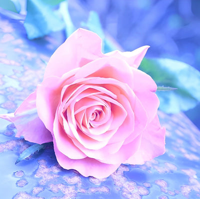 Belle Rose Magnifique Broderie Diamant