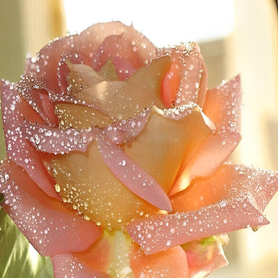 Belle Rose Rose-Orange Broderie Diamant