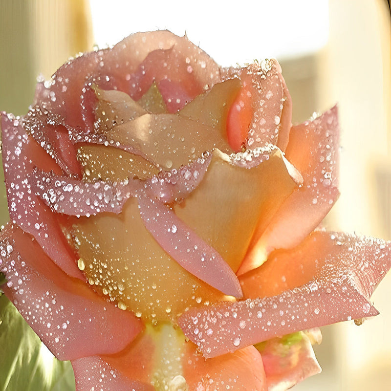 Belle Rose Rose-Orange Broderie Diamant