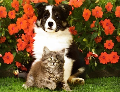 Border Collie, Chaton et Fleurs Rouges Broderie Diamant