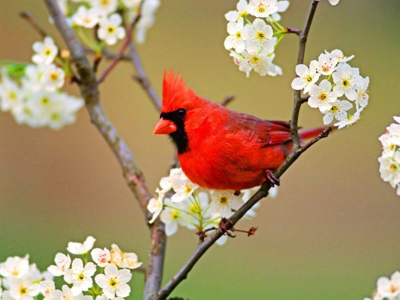 Cardinalidé et les Fleurs Blanches Broderie Diamant