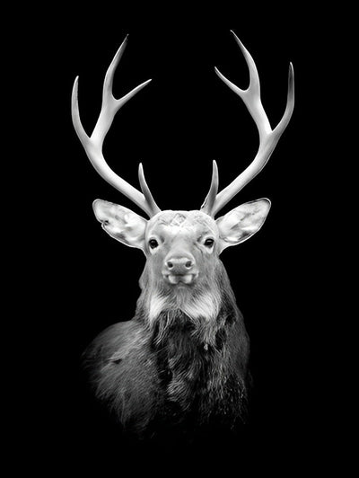 Cerf Enorme Blanc et Noir Broderie Diamant