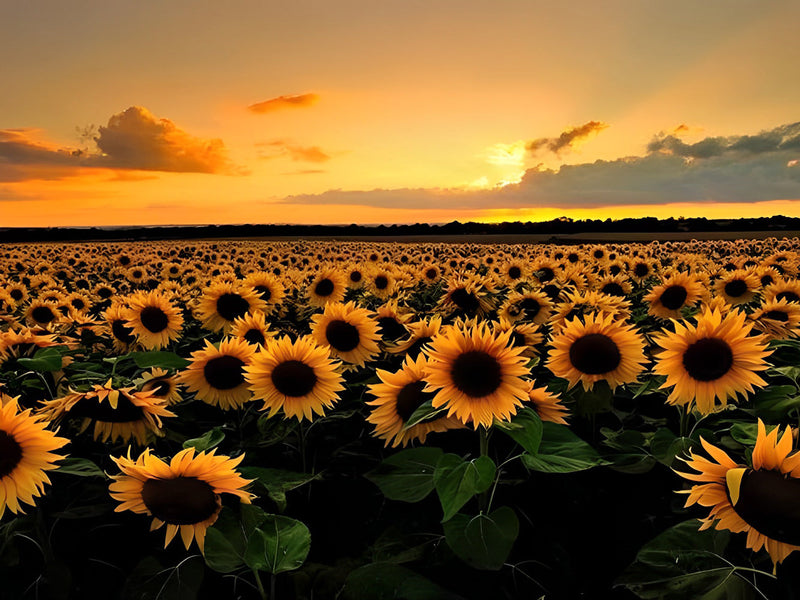 Champ de Tournesols et le Soleil Couchant Broderie Diamant