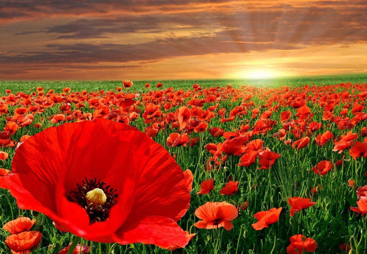 Champs de Coquelicots Rouges Broderie Diamant