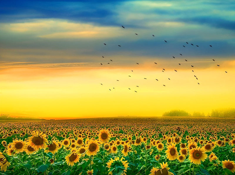 Champs de Tournesol et Nuée d&