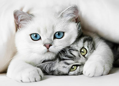 Chat Blanc et Chat Tigré Blottis Broderie Diamant