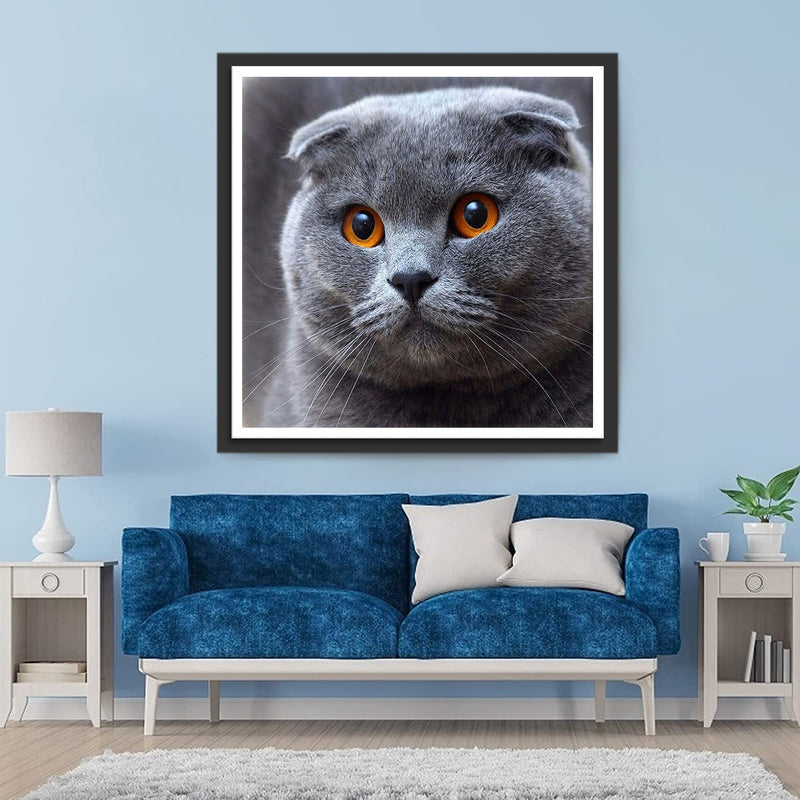 Chat British Shorthair à Oreilles Pliées Broderie Diamant